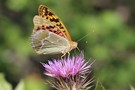 Kardinal (Argynnis pandora)