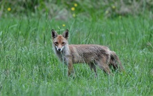 Fuchs