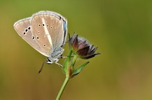 Seltene Schönheit