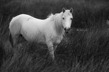 Camargue-Pferd