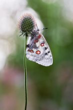 Parnassius apollo