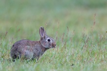 Junges Wildkaninchen