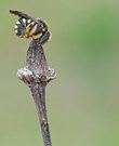 "Anthidium strigatum"