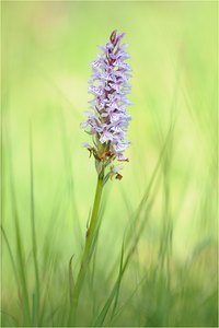 ~ marsh orchid ~