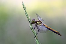 Schwarze Heidelibelle - weiblich