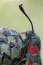 Esparsettenwidderchenportrait