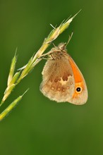 Kleines Wiesenvögelchen (Coenonympha pamphilus)