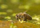 Am Teichrand I: Honig-(Wasser-) -biene...