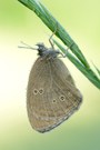 Brauner Waldvogel im Morgentau