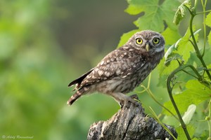 Steinkauz (Athene noctua)...