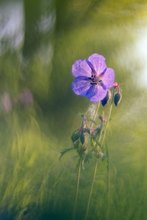 Wald-Storchschnabel (Geranium sylvaticum)