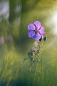 Wald-Storchschnabel (Geranium sylvaticum)