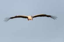 Weißstorch im Flug