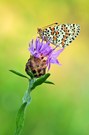 Melitaea didyma