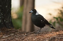 ~ Australian Magpie ~