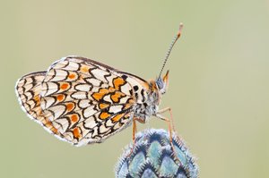 Melitaea phoebe