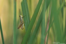 Gemeine Grashüpfer (Chorthippus parallelus)