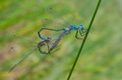 Scarce Emerald Damselfly