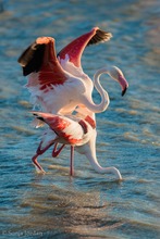 Flamingos