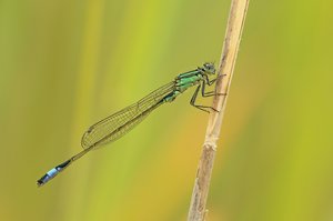 Große Pechlibelle (Ischnura elegans)