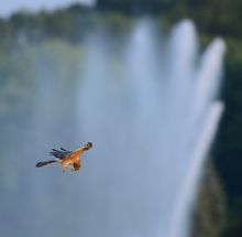 Wiesenweihe vor`m Wasserfall