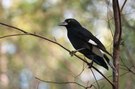 ~ Pied Currawong ~