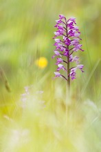 Helm-Knabenkraut (Orchis militaris)