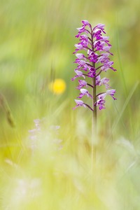 Helm-Knabenkraut (Orchis militaris)