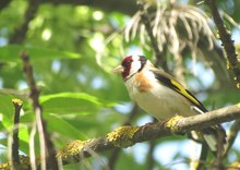 Stieglitz (Carduelis carduelis)