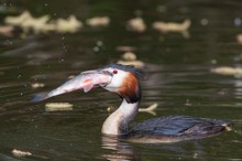 Der Kampf mit dem Fisch gewonnen....