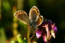 Großer Sonnenröschen Bläuling