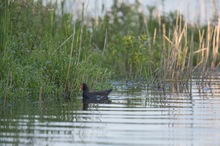 Teichhuhn im natürlichen Umfeld