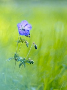 Wald-Storchschnabel (Geranium sylvaticum)