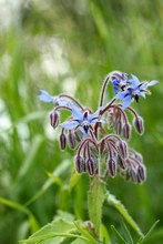 blaue Schönheit