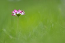 Bellis klassisch