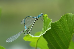 Paarungsrad der Blauen Federlibelle