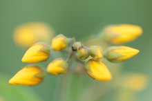Blütenknospen des Gilbweiderich