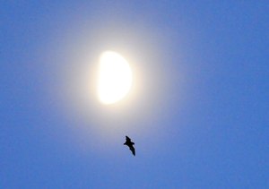 Bat moon rising