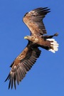 Seeadler In Mecklenburg - Vorpommern aufgenommen