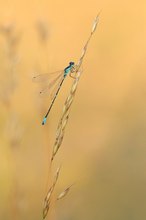 Fledermaus-Azurjungfer im Abendlicht