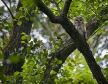 Waldkauz (Strix aluco)