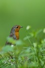 Rotkehlchen im Gras