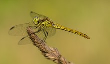 Gemeine Heidelibelle - Sympetrum vulgatum