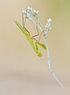 Mantis