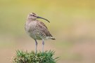 Regenbrachvogel (Numenius phaeopus)