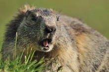 Marmot