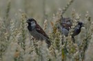 Haussperling im Weizen