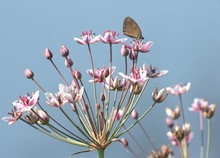 Blumenbinse Schwanenliesch...