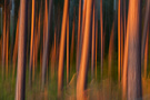 Abendsonne im Kiefernwald