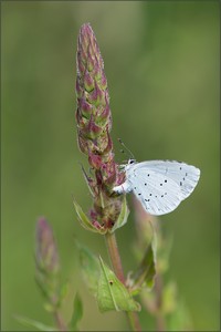 faulbaum-bläuling ( celastrina argiolus )